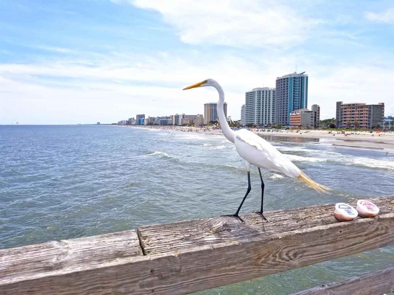 Myrtle Beach Oceanfront Condo With Stunning Views Exterior photo